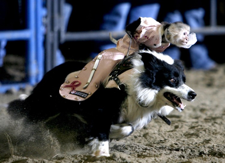 Обезьяна несет собаку