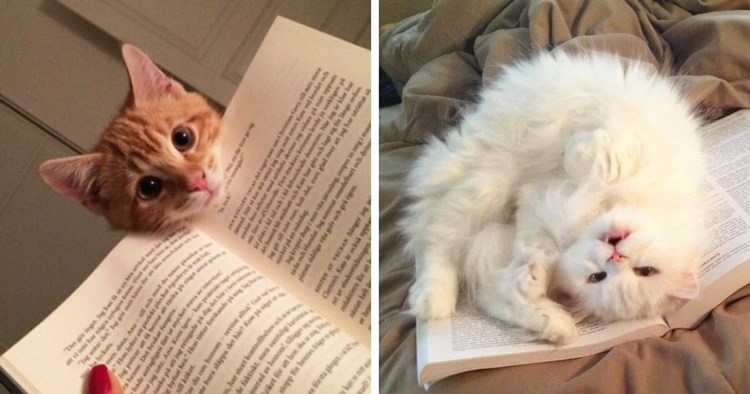 Милый кот с книжкой