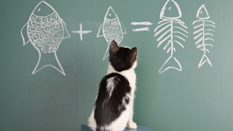 Животные в школе