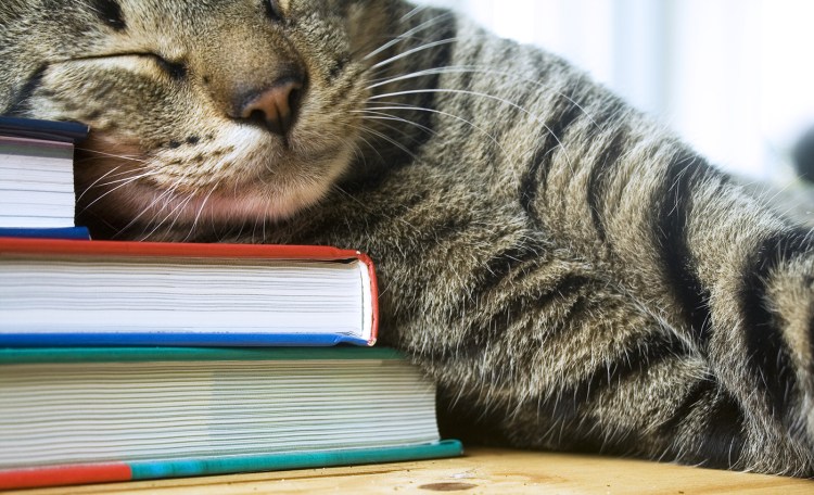 Кот спит на книгах