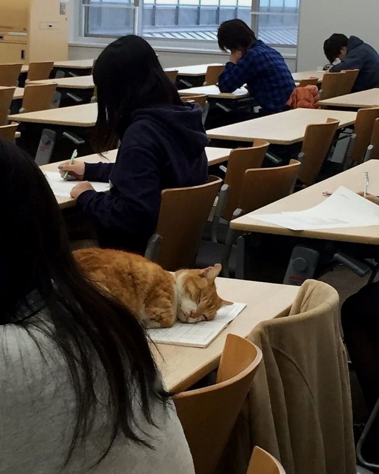 Котики и учеба