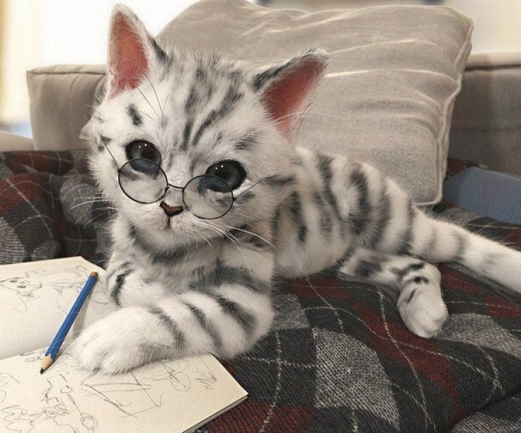 Кот с тетрадкой