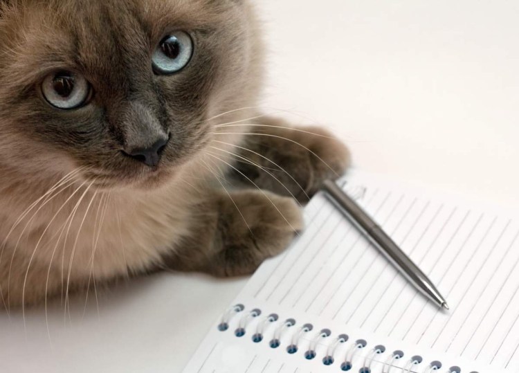 Котик с тетрадкой и ручкой
