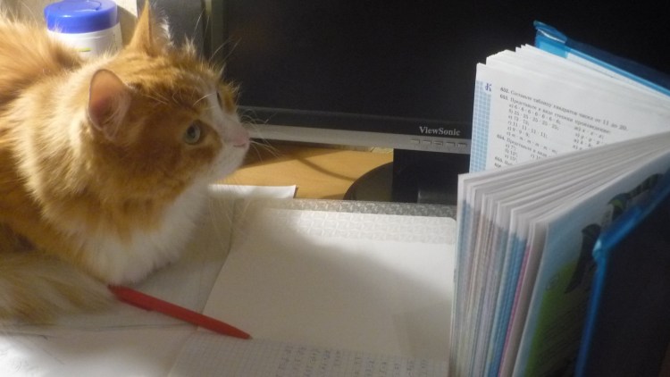 Котик учит уроки