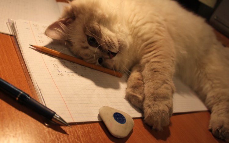 Котики и учеба