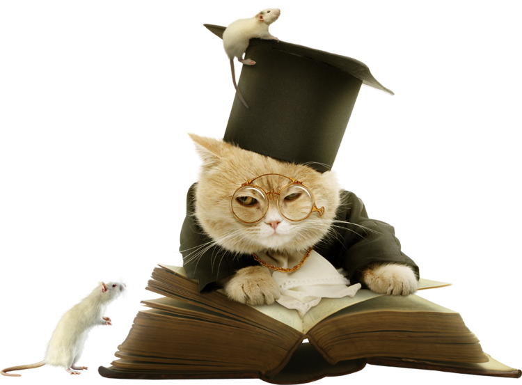 Котик с книжкой