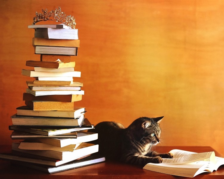 Кот с книгой