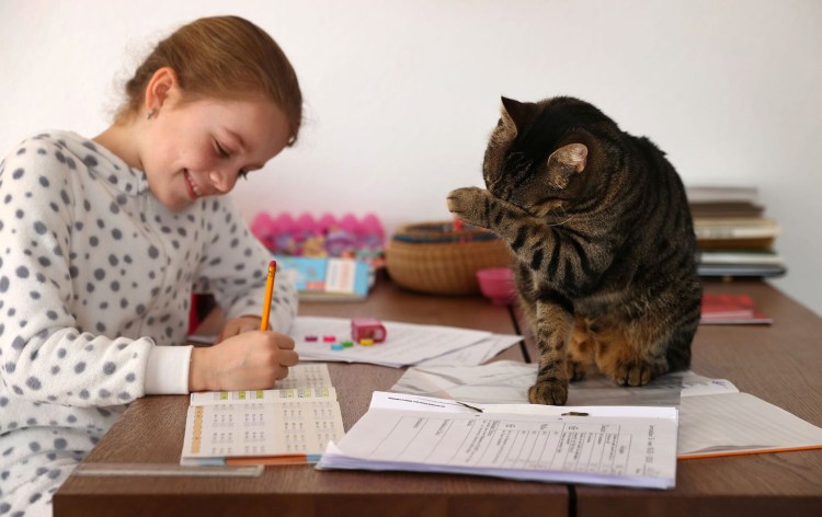 Кошка учится