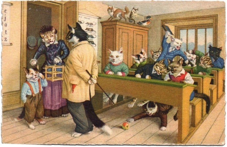 Кошка в школе