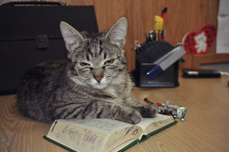 Кот преподаватель