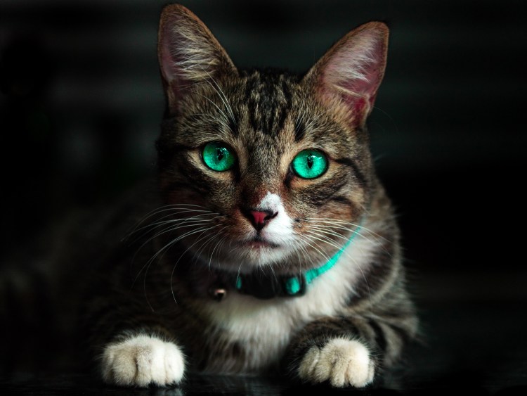 Красивые коты