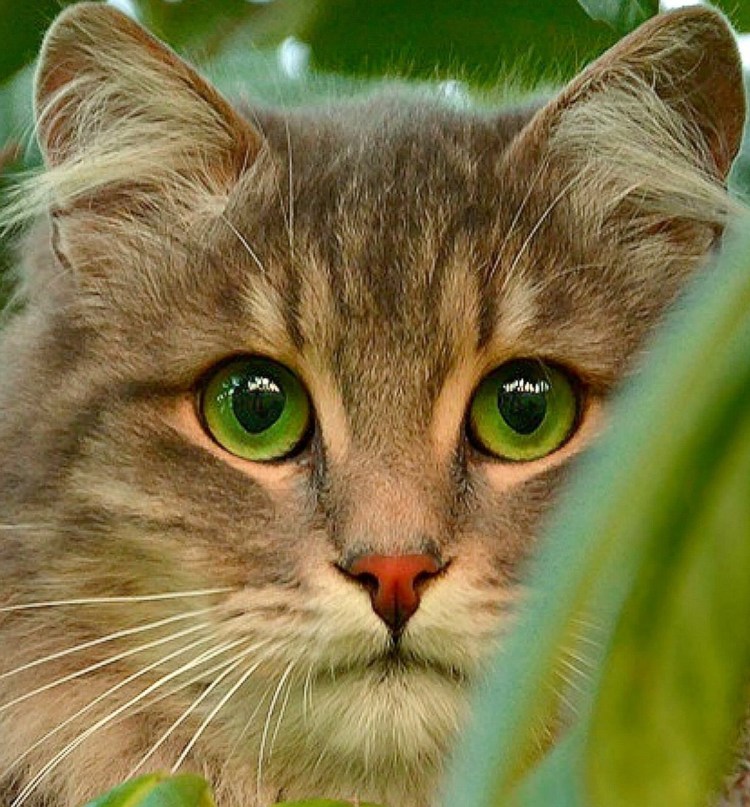 Коричневый кот с зелеными глазами