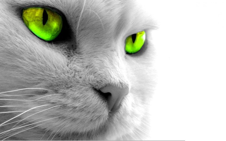Белая кошка с зелеными глазами