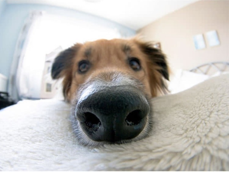 Смешные носы собак