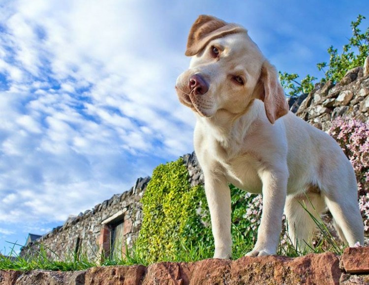 Четвероногие друзья