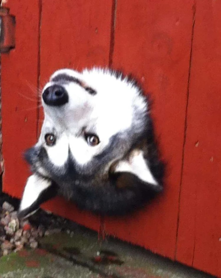 Любопытный щенок