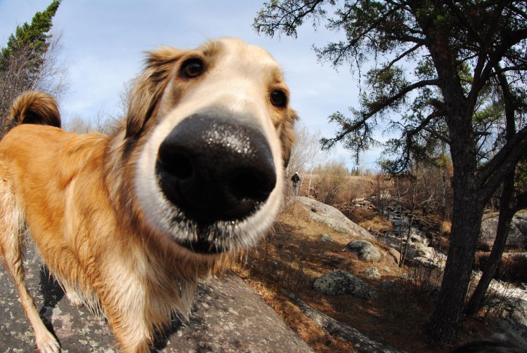 Щенок кавалер Кинг Чарльз спаниель даром в Пензенской области