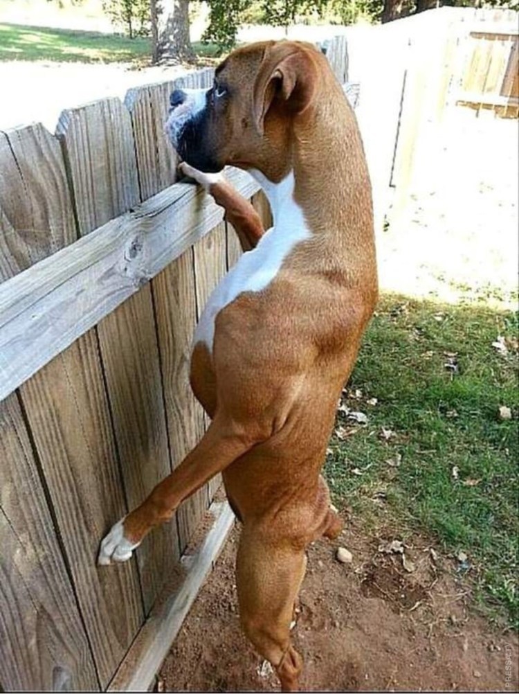 Любопытная собака