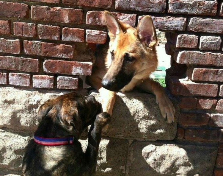 Смешные факты о животных