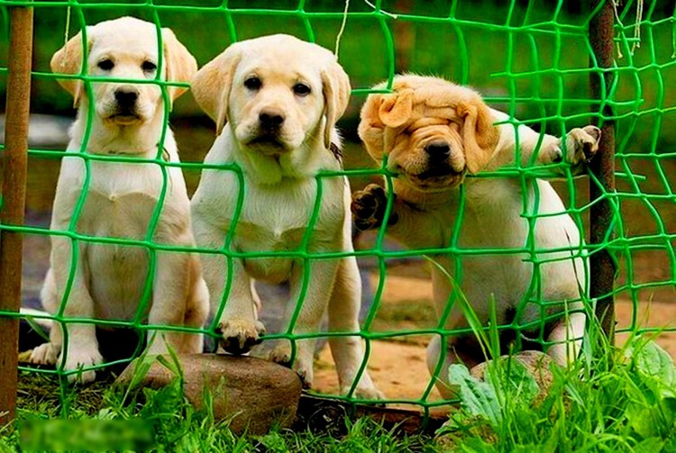 Забавные лабрадоры