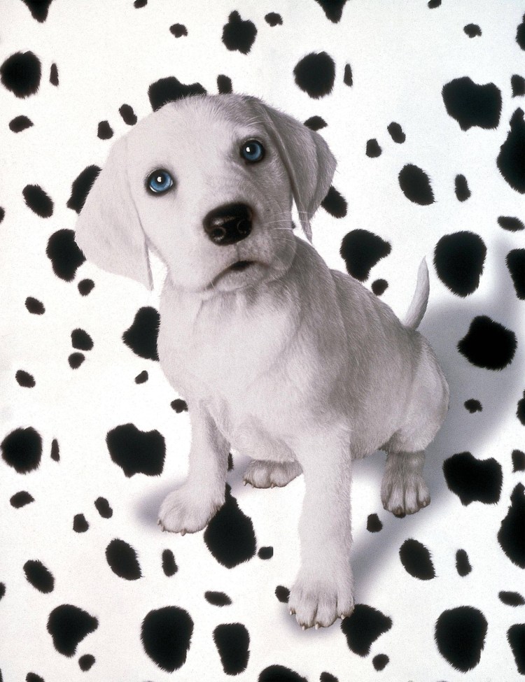 102 Далматинца