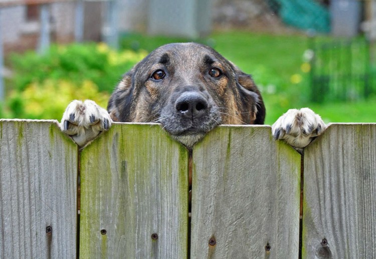 Собака выглядывает из за забора