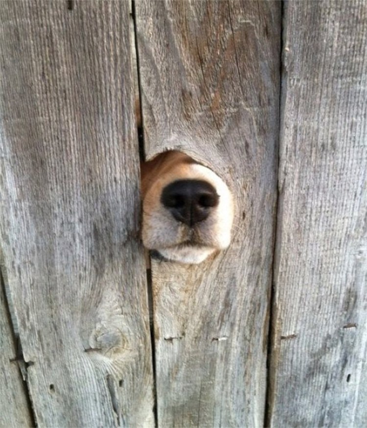 Собака выглядывает из за угла