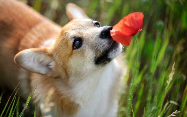 Корги вислоухий