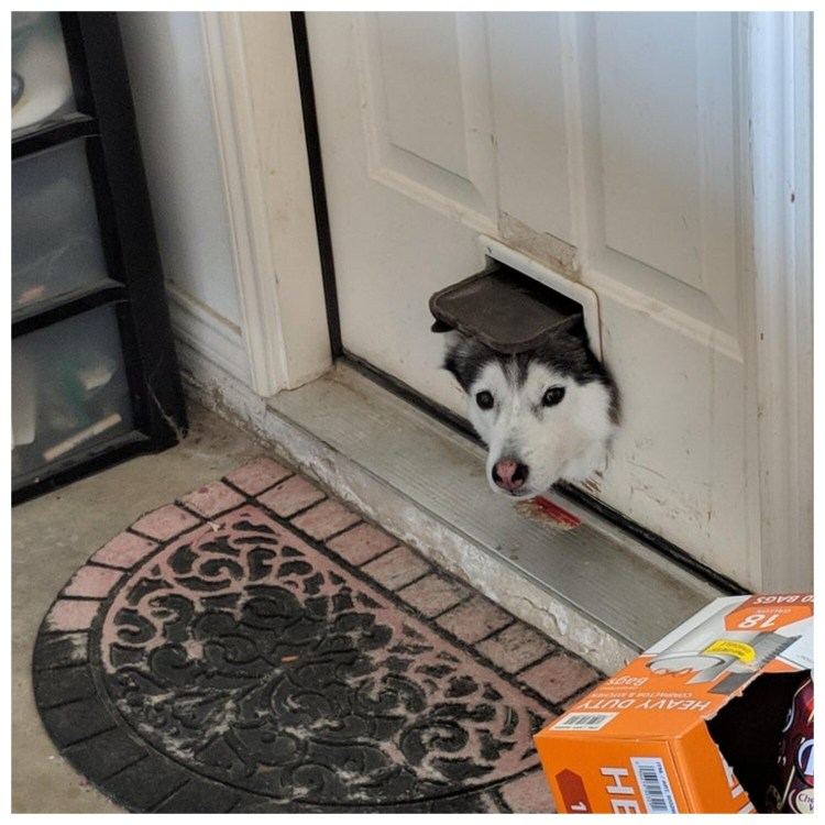 Собака подсматривает