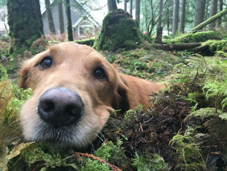 Любопытная собака