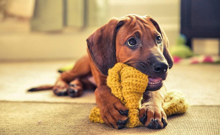 Дырки в заборе для собак