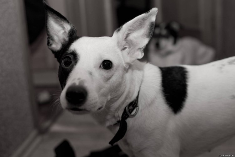 Собака белая с черными пятнами