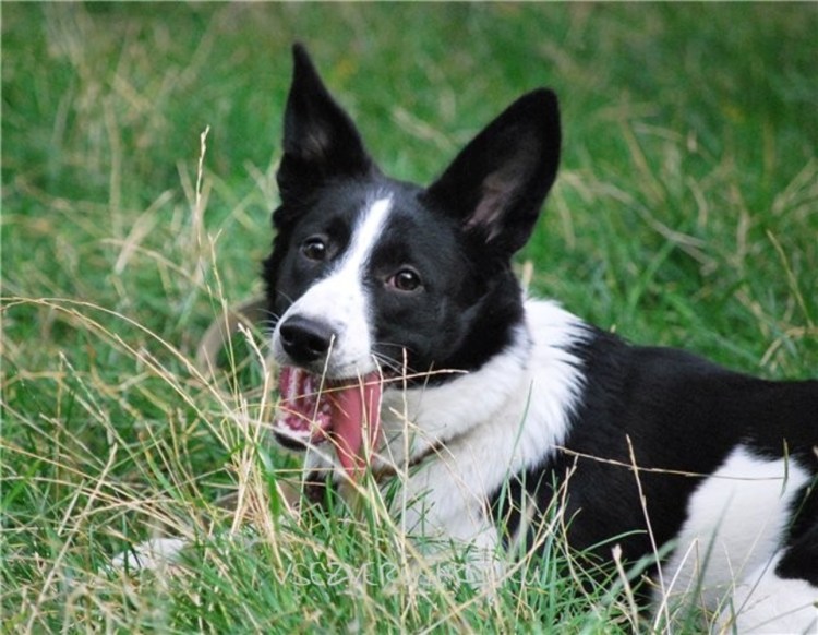Собаки с черно белым окрасом