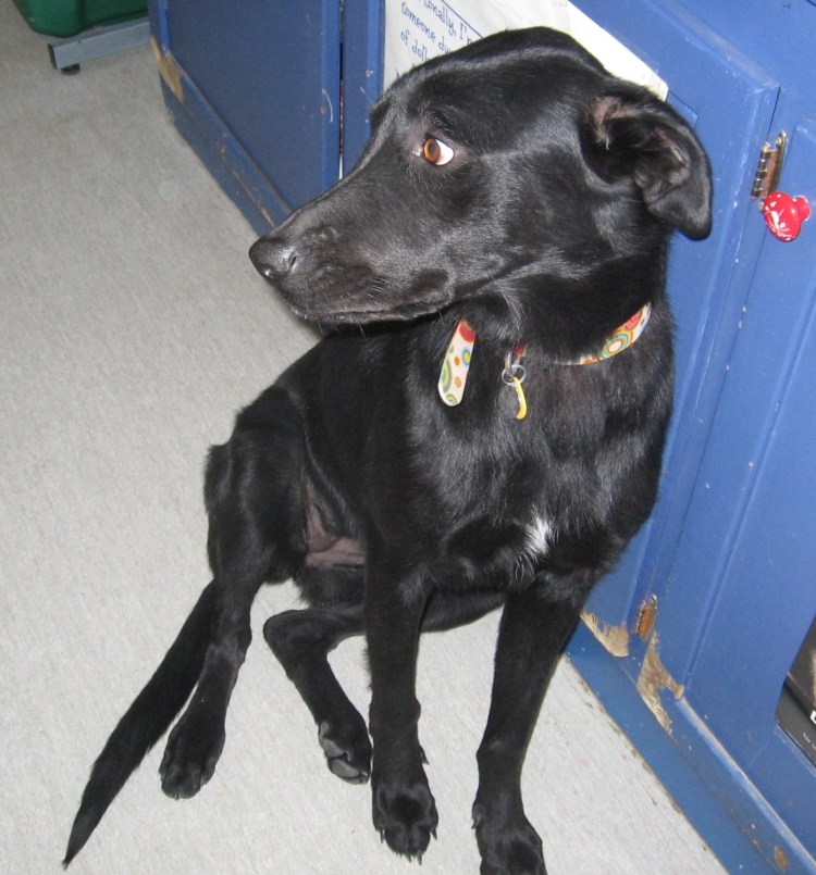 Черный гладкошерстный щенок