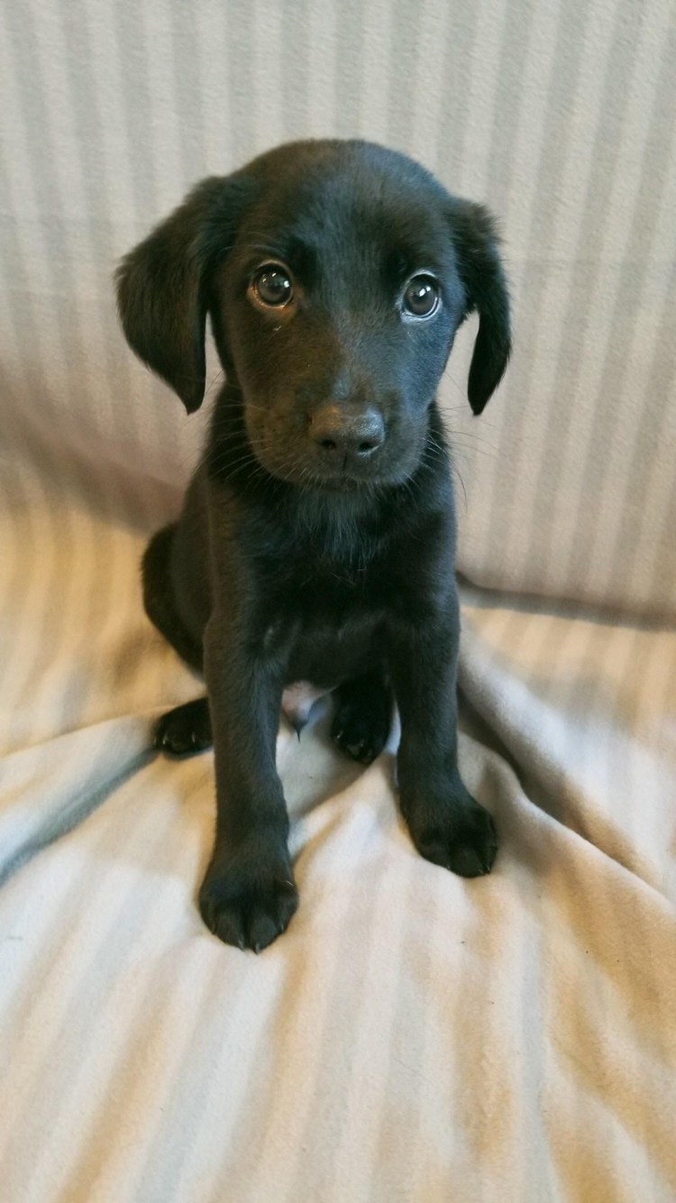 Черная собака с висячими ушами