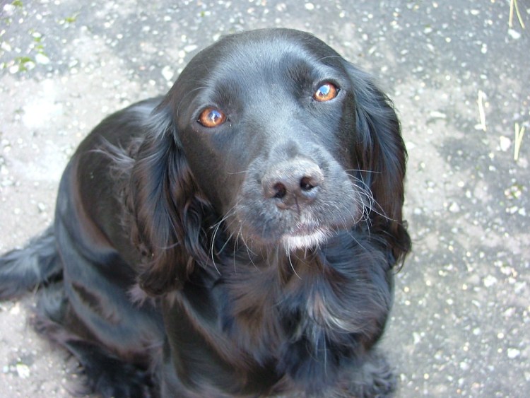 Лопоухий спаниель