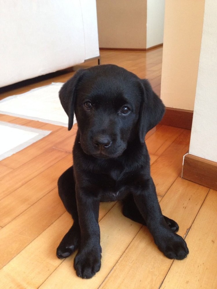 Маленький лабрадор черный