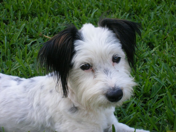 Белая собака с черными ушами