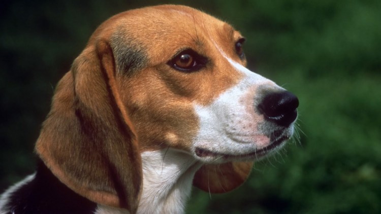 Керри Бигль собака