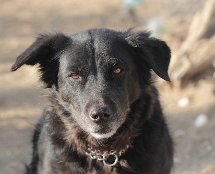 Мокрая чёрная собака