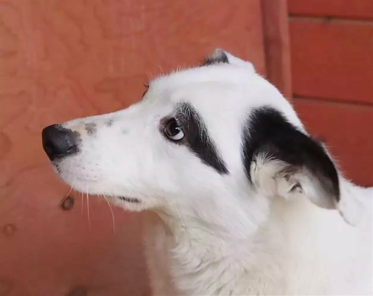 Дворняга белая с пятнами