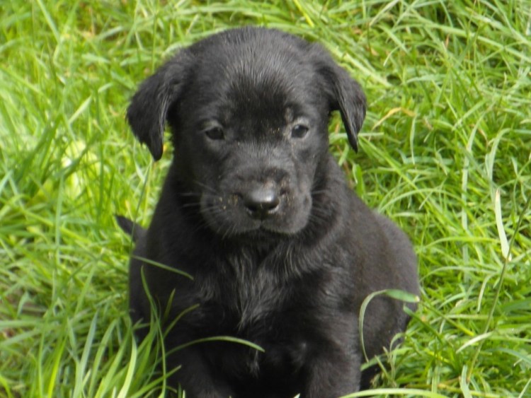 Щенок черного цвета