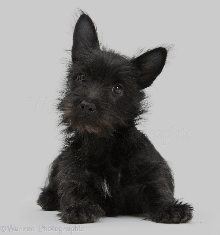 Австралийский терьер черный