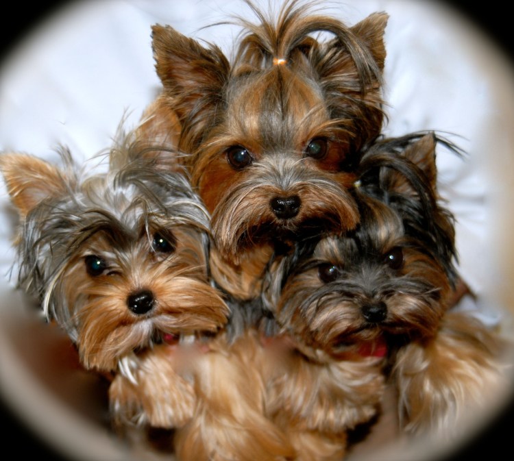 Чистопородный Йоркширский терьер