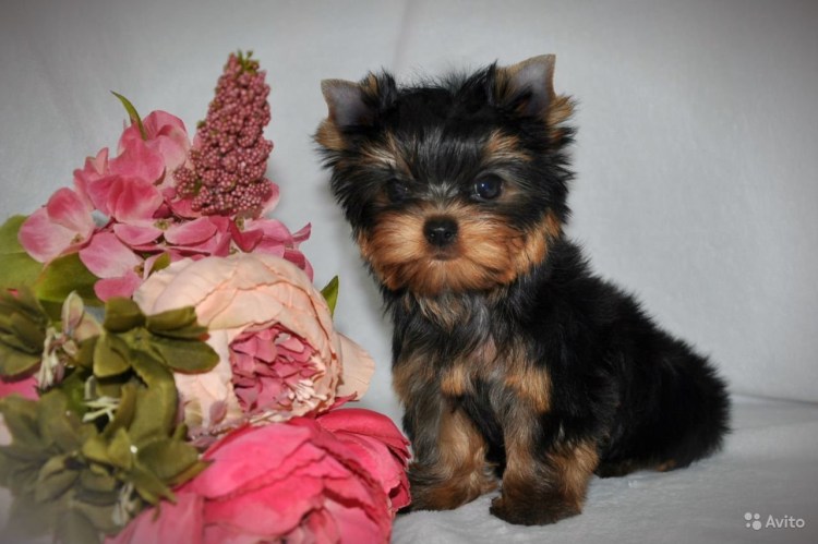 Йоркширский терьер мини щенок
