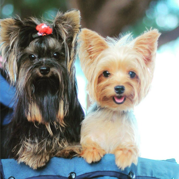 Йоркширский терьер Голди