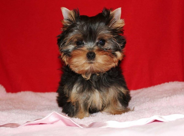 Терьер Йоркширский Малошерстный