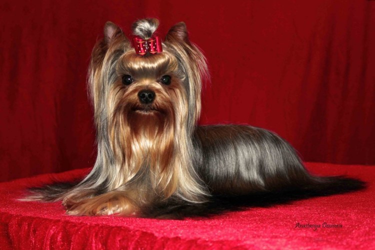 Терьер Йоркширский Малошерстный