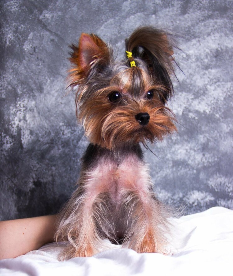 Терьер Йоркширский Малошерстный