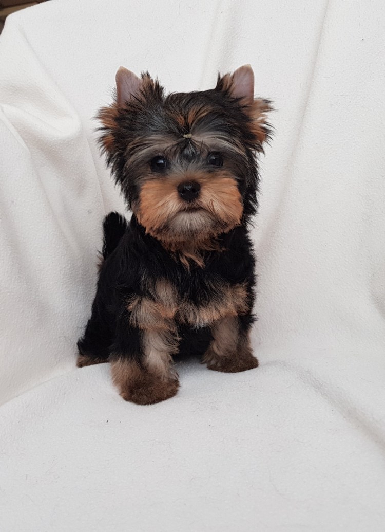 Ершистый терьер мини